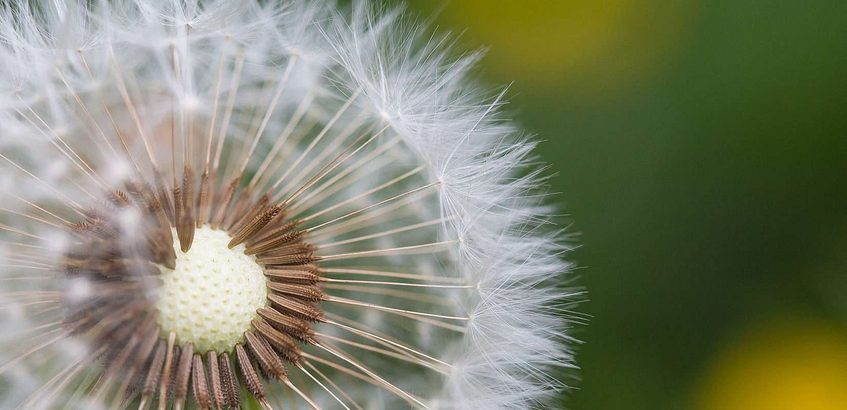 Half-Naked Flower Blowball